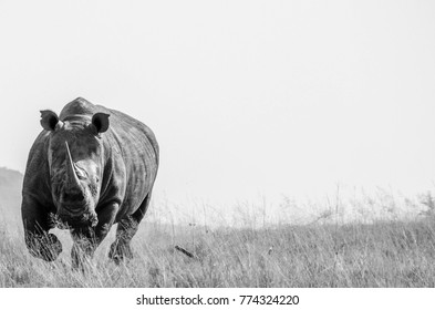 A Charging Rhino