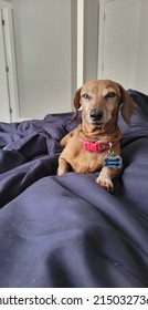 Charile The Sweet Mini Dachshund