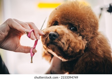 Charismatic dog gets a haircut. High quality photo
