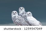 A charismatic family of snowy owls (Bubo scandiacus) fromed by a couple and a chick. Native to Arctic regions in North America and Eurasia.