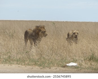 Charitsaub region in Etosha National Park in Namibia : Couple of lion and lioness in tall grass camouflaged in their beige mane - Powered by Shutterstock