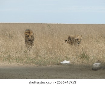 Charitsaub region in Etosha National Park in Namibia : Couple of lion and lioness in tall grass camouflaged in their beige mane - Powered by Shutterstock