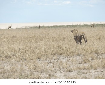 Charitsaub region in Etosha National Park in Namibia : Couple of lion and lioness in tall grass camouflaged in their beige mane - Powered by Shutterstock