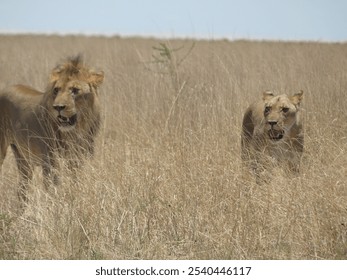 Charitsaub region in Etosha National Park in Namibia : Couple of lion and lioness in tall grass camouflaged in their beige mane - Powered by Shutterstock