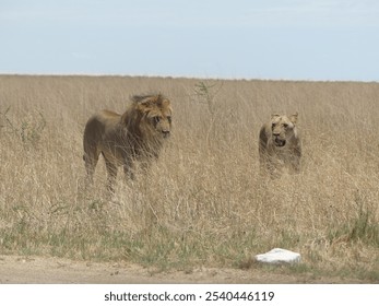 Charitsaub region in Etosha National Park in Namibia : Couple of lion and lioness in tall grass camouflaged in their beige mane - Powered by Shutterstock