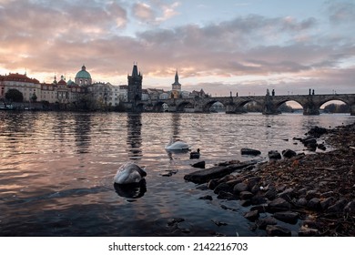 Charles Bridge in Prague on the banks of the Vltava River with swans. Prague at dawn with the Powder Tower and the Church of St. Francis of Assisi in the background. 