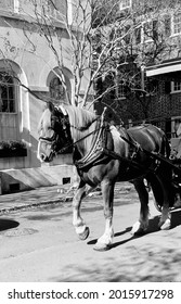 Charleston Draft Horse Carriage Ride