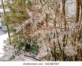 Charleston SC In The Snow!