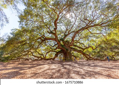Charleston, South Carolina, USA - February 28, 2020: Angel Oak tree in Charleston, South Carolina, USA, a Southern live oak (Quercus virginiana) estimated to be 400-500 years old.