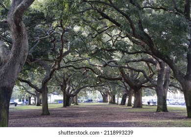 In Charleston, visitors can see Rainbow Street surrounded by beautiful antebellum mansions and massive oak trees draped in Spanish moss, or Charleston Waterfront Park together with Whitepoint Garden 