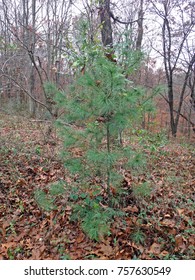 Charlie Brown Christmas Tree