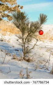 A Charlie Brown Christmas Tree With Frosted Needles.