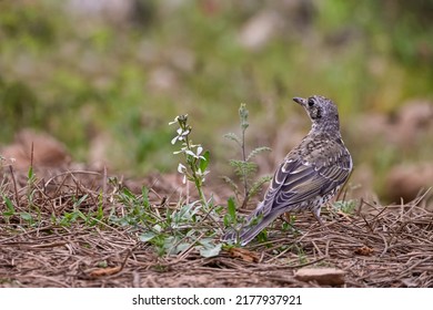 Charlo Thrush Or Turdus Viscivorus, Bird Of The Order Passeriformes.