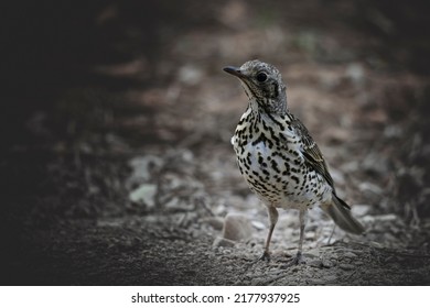 Charlo Thrush Or Turdus Viscivorus, Bird Of The Order Passeriformes.