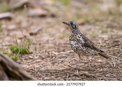 Charlo Thrush Or Turdus Viscivorus, Bird Of The Order Passeriformes.