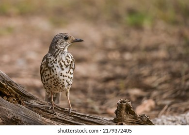 Charlo Thrush Or Turdus Viscivorus, Bird Of The Order Passeriformes.