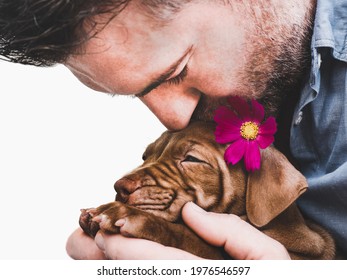 Charming, adorable puppy of brown color. Close-up, indoor. Day light. Concept of care, education, obedience training, raising pets
