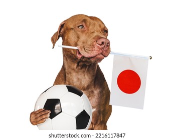 Charming, Adorable Puppy, Holding National Flag Of Japan And Soccer Ball. Preparation For The Championship And Tournament. Closeup, Indoors. Studio Photo. Concept Of Care And Obedience Training Pet