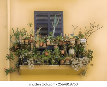A charming balcony in Sicily with an array of potted plants, succulents, and cacti, set against a pastel yellow wall. Palermo, Italy