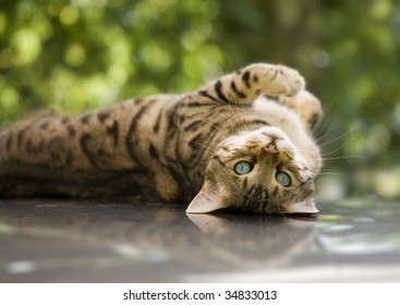 charming Bengal cat lying on his back looking at you with his piercing blue eyes