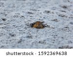 A charming Bering gopher looks straight from its hole. The ground around the gopher is covered in snow. Wild life. Natural background. Kamchatka resident.