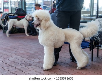 large white poodle