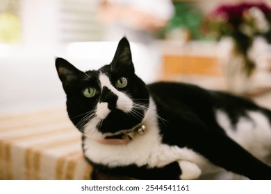 A charming black and white tuxedo cat with a pink collar relaxes on a table, basking in the warmth of a sunny day, exuding feline elegance and personality. - Powered by Shutterstock