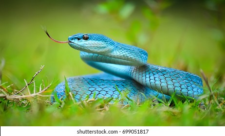 27,844 Snake tongue out Images, Stock Photos & Vectors | Shutterstock