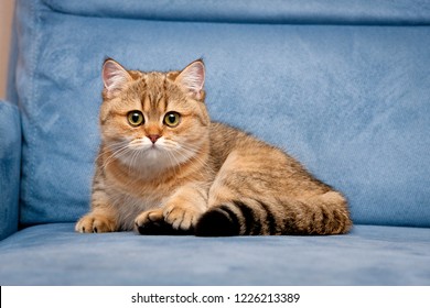 ginger shorthair kitten