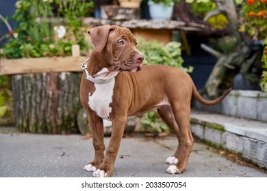 Charming brown american pitbull terrier puppy with funny snout looking around in park cranny. Concept of lost beloved pet in front of plants. Lovely fur baby companion wandering on foggy summer day