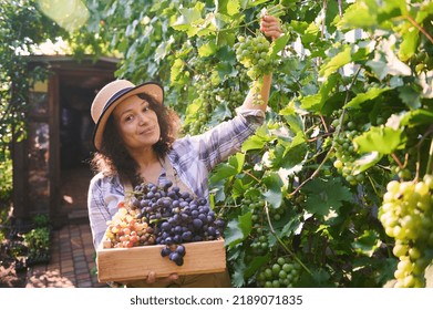 Charming brunette woman vintner, winemaker, viticulturist carrying an eco wooden box and picking ripe and juicy green grapes in a vineyard in the countryside. Concept of growing grapes. Viticulture - Shutterstock ID 2189071835