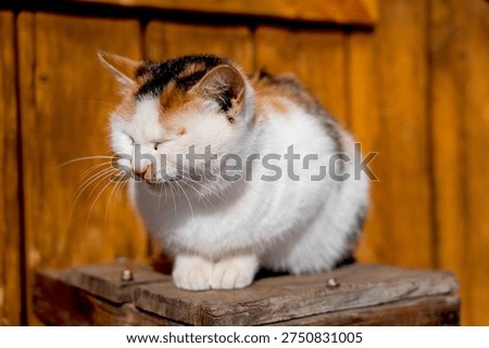 A charming calico cat napping on a rustic wooden ledge, enjoying the warmth of a bright, sunny afternoon.