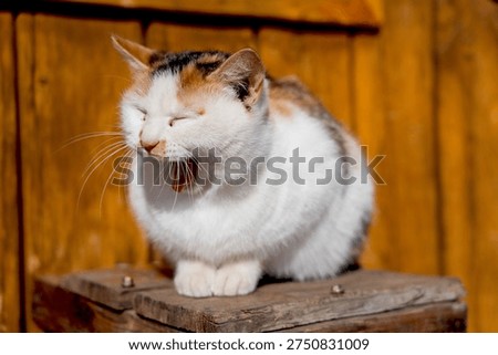 A charming calico cat napping on a rustic wooden ledge, enjoying the warmth of a bright, sunny afternoon.
