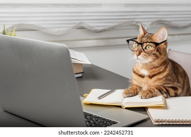 Charming cat in glasses working with a laptop. Freelancer working from home during quarantine.