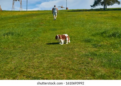 Charming Cavalier King Charles Spaniel And A Man While Walking On A Hill