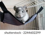 Charming chinchilla in a cage. Pedigree gray chinchilla. The pet sits on a hammock.