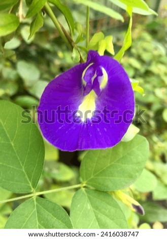 A charming Clitoria ternatea flower, commonly known as asian pigeonwings, bluebellvine, blue pea, butterfly pea, cordofan pea or darwin pea, endemic and native to the Indonesian island of Ternate.