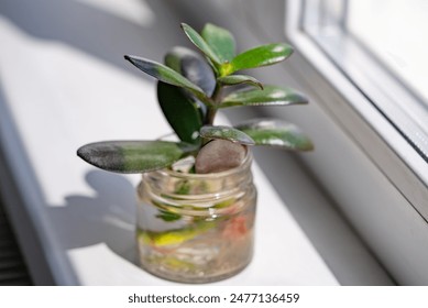 Charming close-up of succulent plant placed in a small glass jar on windowsill. Sunlight streaming through window highlights fleshy, green leaves and adds warm, inviting glow to scene. - Powered by Shutterstock