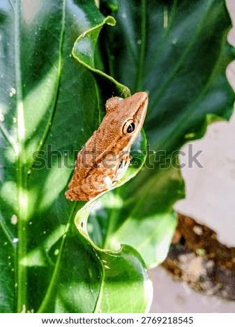 A charming close-up of a tiny brown frog with striking golden eyes resting delicately on the edge of a large, vibrant green leaf. Sunlight highlights the smooth texture of its skin and the dewy surface of the foliage, while a softly blurred background emphasizes the subject’s delicate presence in nature. Perfect for wildlife photography, educational content, eco-themed designs, or stories about biodiversity and amphibian life in tropical gardens or rainforests.