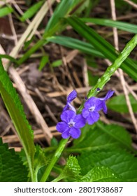 A charming close-up of two tiny vivid purple five-petaled wild flowers with white centers, blooming on a slender green stem. Serrated green leaves and blades of grass frame the delicate blooms, while dried stems and leaf litter create a warm natural background with soft bokeh. The intense purple-blue color of the petals makes this a standout botanical macro shot.