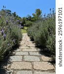 Charming cobblestone path lined with blooming lavender plants under a clear blue sky, evoking a serene and tranquil countryside atmosphere, full of natural beauty and fragrance.