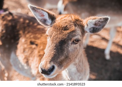 Charming deer face close-up. Nature in Denmark