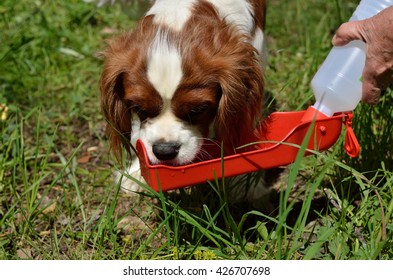Charming Dog, Cavalier King Charles Spaniel (Blenheim) drinking water from portable water dispenser