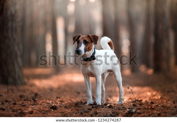 Charming dog\
fox terrier breed in the autumn\
forest