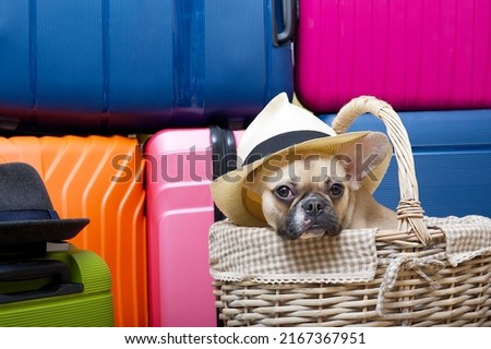 A charming dog of the French Bulldog breed sits in a wicker basket in front of several large suitcases of bright colors and waits for the start of the trip.
