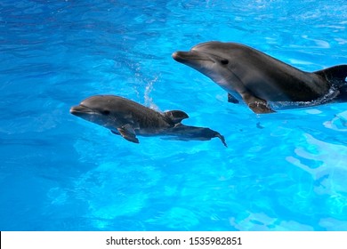 Of dolphins pictures cute baby Baby Dolphin
