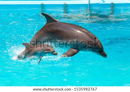A charming dolphin baby swims with his mom dolphin in pool. Two dolphins enjoing together. Dolphin with cub swim in the pool