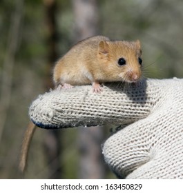 Charming Dormouse Sits On Human Finger Dressed In Glove. Dormice Are Small Rodents And Mostly Found In Europe.