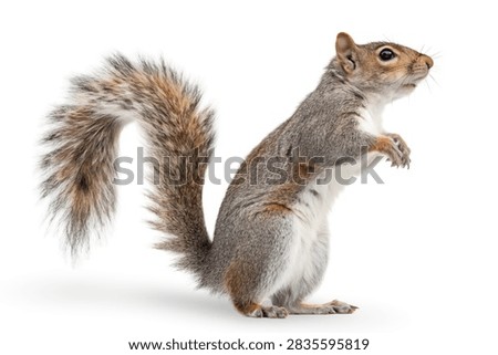 A charming Eastern gray squirrel stands upright on a clean white background, showcasing its fluffy tail and alert posture. The detailed fur and bright eyes highlight its natural curiosity and agility.