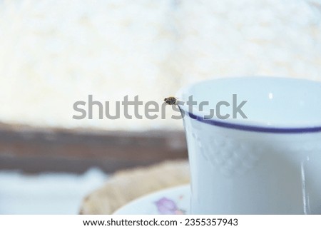 Charming Encounter: Ladybug on Tea Cup and Saucer